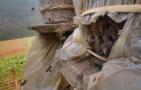 农村木桶土蜂养殖视频