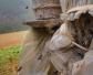 农村木桶土蜂养殖技术