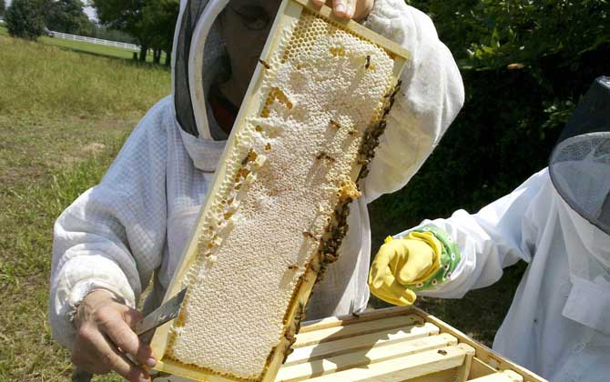 2023年养蜂有补贴吗？