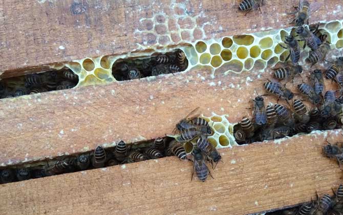 养一箱蜜蜂要多少成本？
