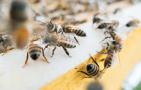 养蜂技术及蜂群管理