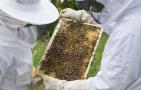 养蜂人收入怎么样？