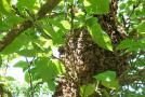 野生蜜蜂诱捕技术视频