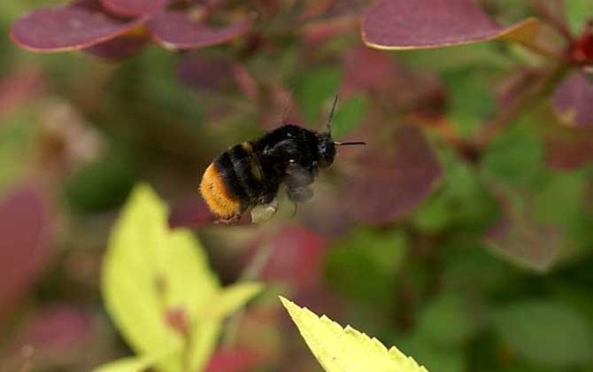 黑色的蜜蜂是什么蜂？