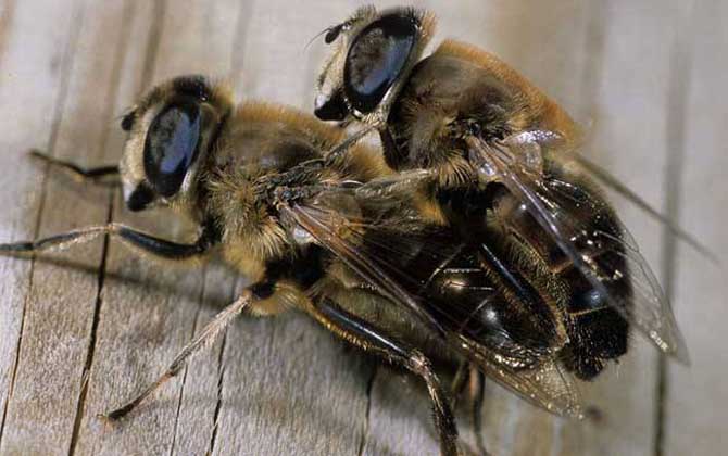 黑色的蜜蜂是什么蜂？