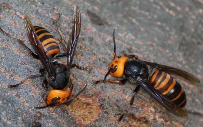 虎头蜂蜂蛹几月份最多？