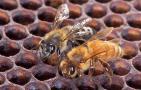 蜜蜂白头蛹用什么药？