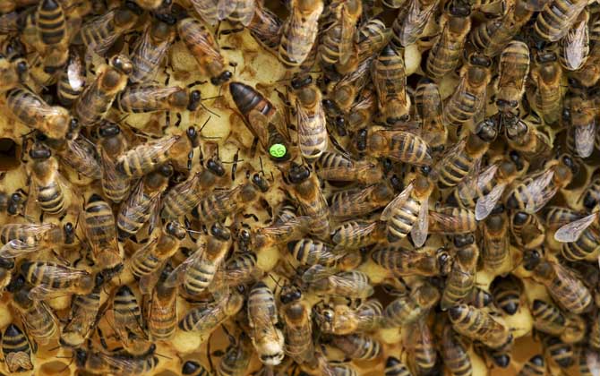 怎样从蜂团中找到蜂王？