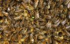 抓住蜂后能控制蜂群吗？