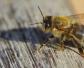 中蜂和意蜂能一起养吗？
