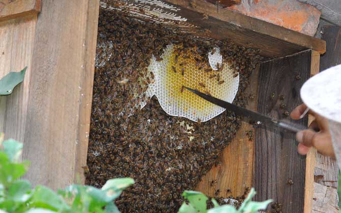 中蜂什么时候取蜜？