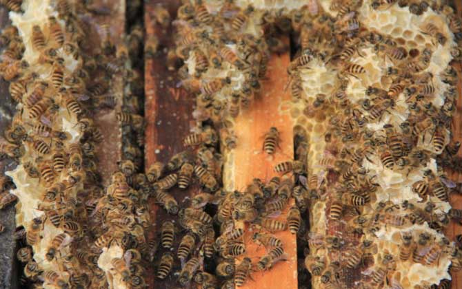中蜂怎么合并蜂群？