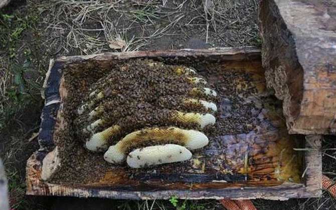 中蜂有巢虫怎么办