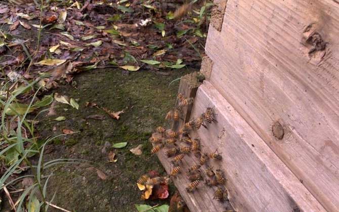 中蜂有巢虫怎么办