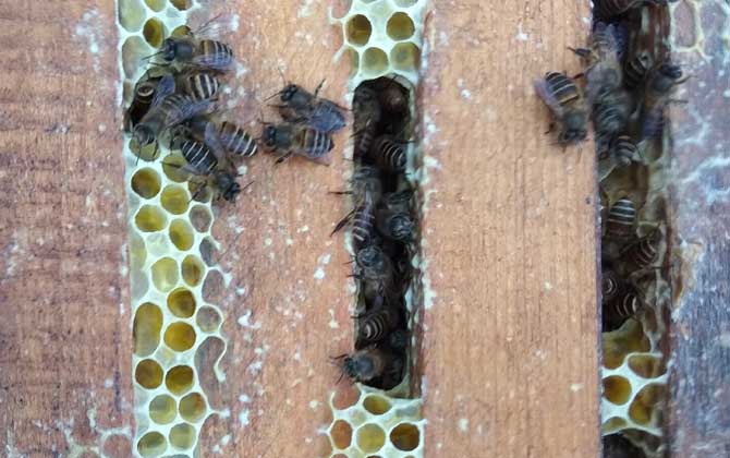 中蜂用什么蜂箱养最好？