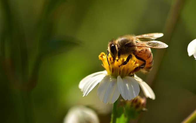蜜蜂的生物学特性