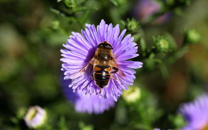 世界上有多少种蜜蜂？