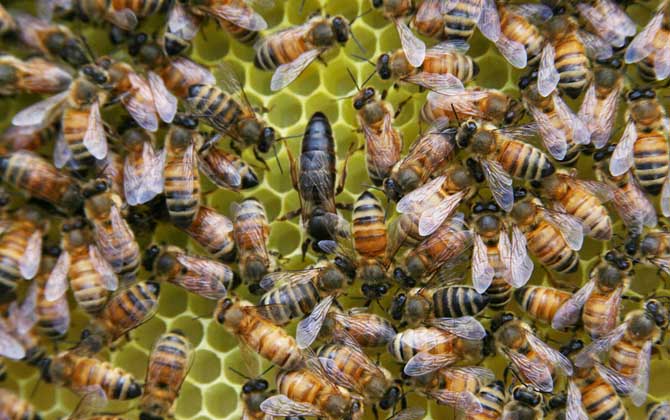 蜂群的组成是怎样的？