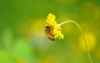 蜜蜂的生活环境特性