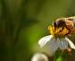 蜜蜂有哪些生物学特性？