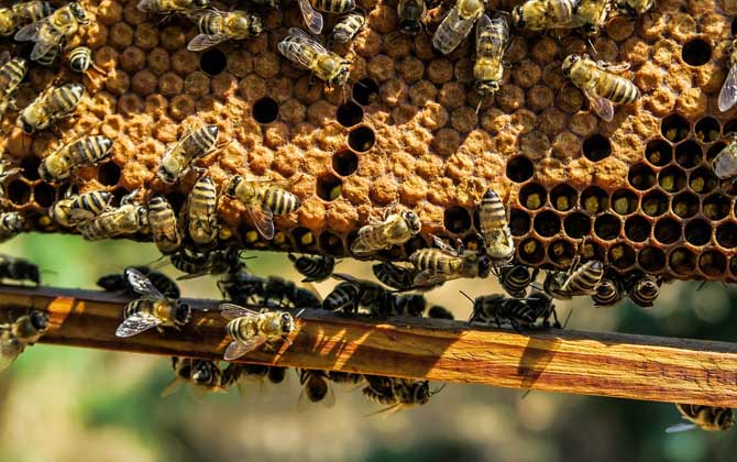 初学养蜂要了解哪些养蜂知识？