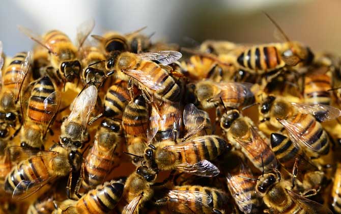 养蜂知识