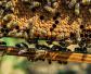 初学养蜂要了解哪些养蜂知识？