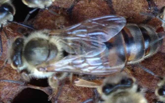 中国饲养的蜜蜂有哪些种类？