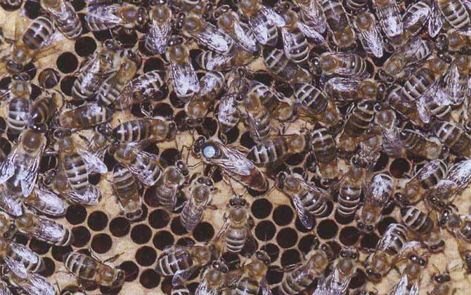 中国饲养的蜜蜂有哪些种类？