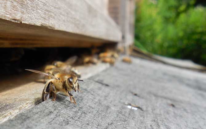 意大利蜜蜂