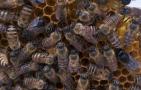 中蜂强群怎么养不分蜂？