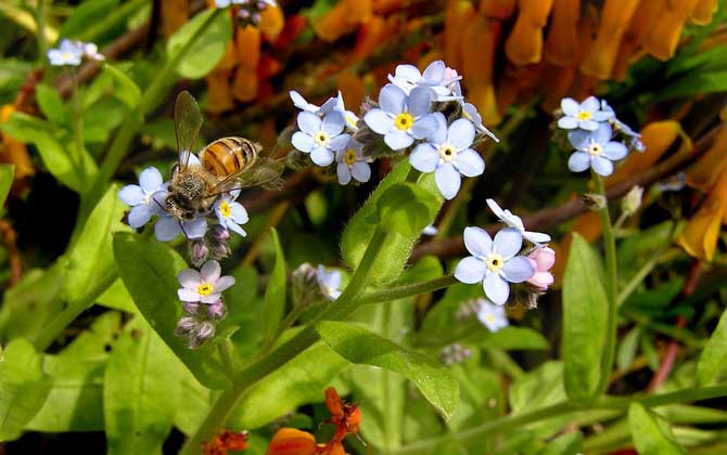 保育蜂、筑巢蜂、采蜜蜂的区别