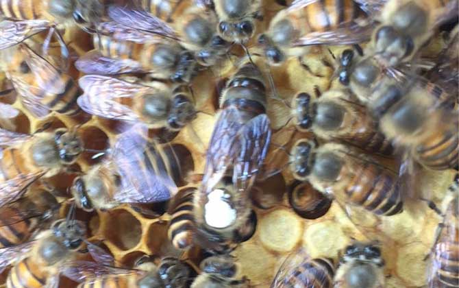蜜蜂幼虫吃什么食物？