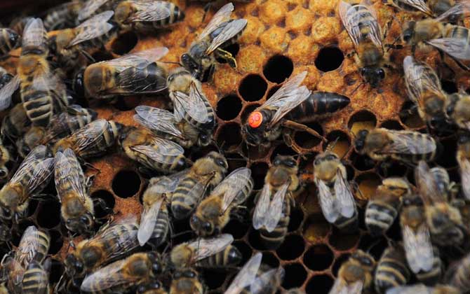 蜜蜂幼虫吃什么食物？