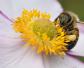 保育蜂、筑巢蜂、采蜜蜂的区别