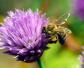 蜜蜂怕什么气味会出巢？