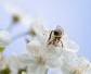 蜜蜂是怎么采蜜和酿蜜的？