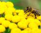 蜜蜂的采集范围有多大？