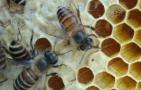 中蜂怎样防治分蜂热？
