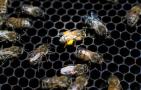 蜂螨怎么防治最有效？