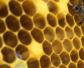 养蜂怎么防止自然分蜂？