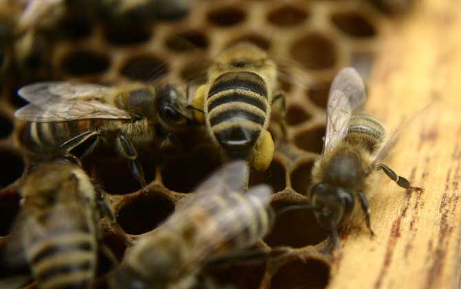 新手要了解哪些养蜂知识？