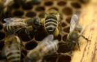 新手要了解哪些养蜂知识？