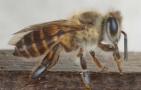 中蜂如何用双王养成强群？