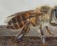 中蜂如何用双王养成强群？