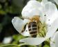 蜜蜂为什么在巢门口扇风？