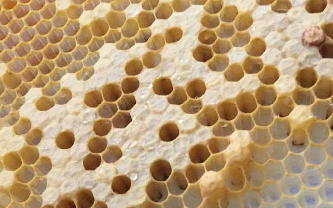 蜜蜂生棉虫用什么药