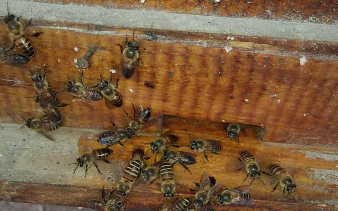 中华蜜蜂的品种特性