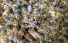 意蜂和中蜂有什么区别？