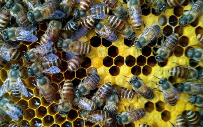 中蜂秋季养殖管理技术